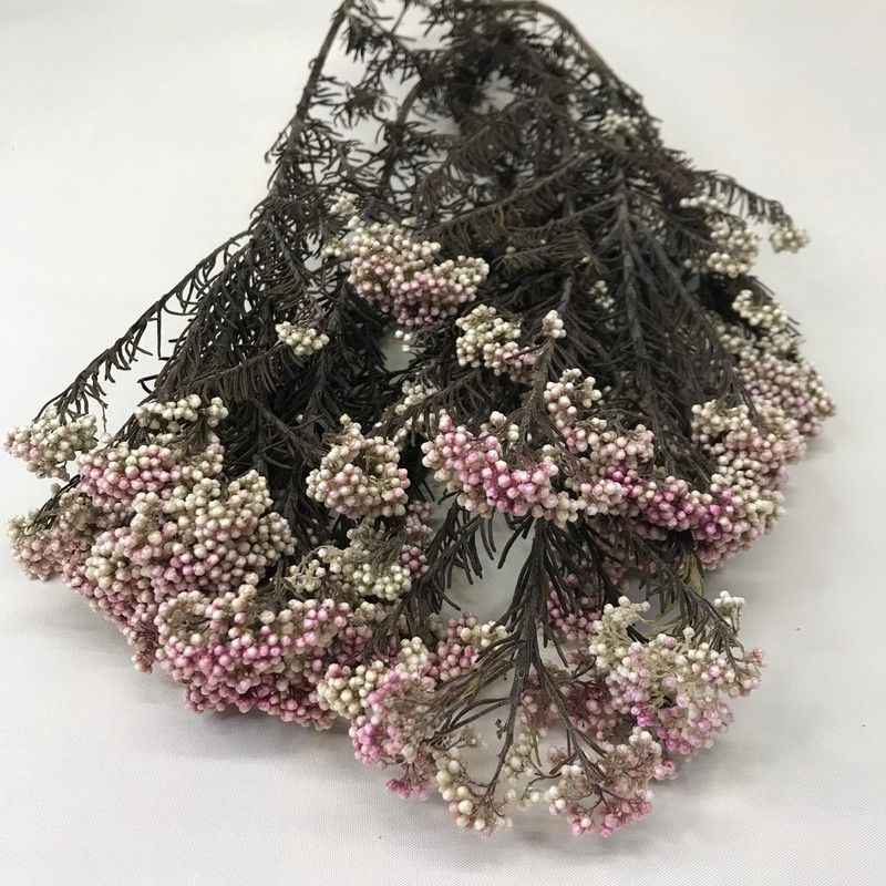 Helichrysum Diosmi Bicolor Preservado Blanco/Lila