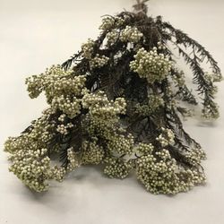 Helichrysum Diosmi Bicolor Preservado