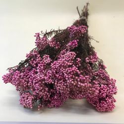 Helichrysum Diosmi Colores Preservado