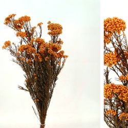 Helichrysum Diosmi Colores Preservado