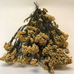 Helichrysum Diosmi Colores Preservado