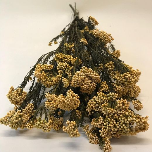 Helichrysum Diosmi Colores Preservado