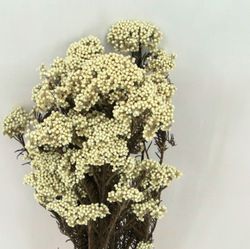 Helichrysum Diosmi Preservado