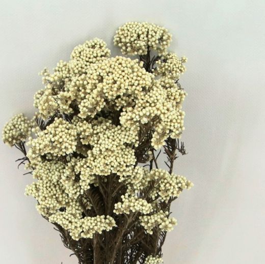 Helichrysum Diosmi Preservado