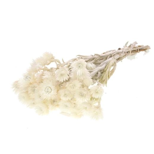 Helichrysum vestitum seco