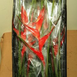 Heliconia Tropical Red 10 tallos