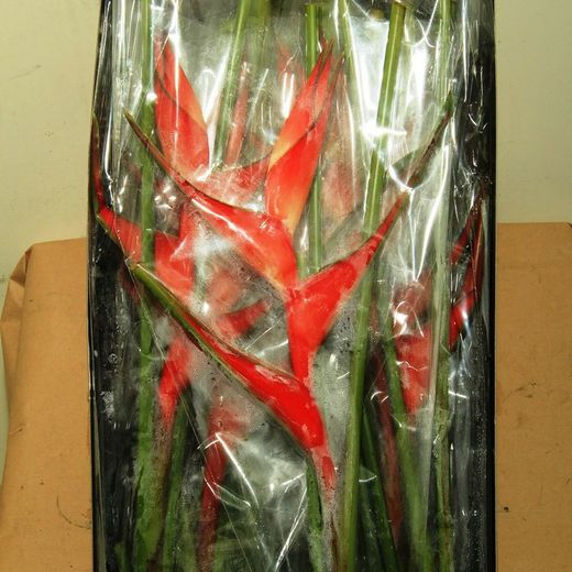 Heliconia Tropical Red 10 tallos