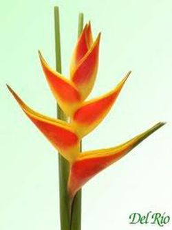 Heliconias