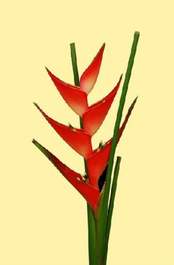 Heliconias