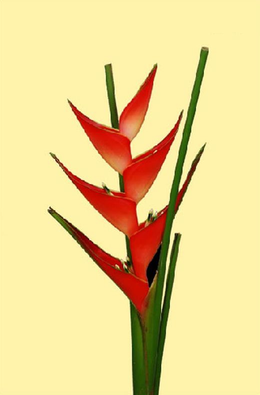 Heliconias
