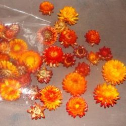 Helychrisum Flors Seques Caps