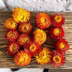 Helychrisum Flors Seques Caps