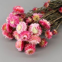 Helychrisum Flors Seques Caps