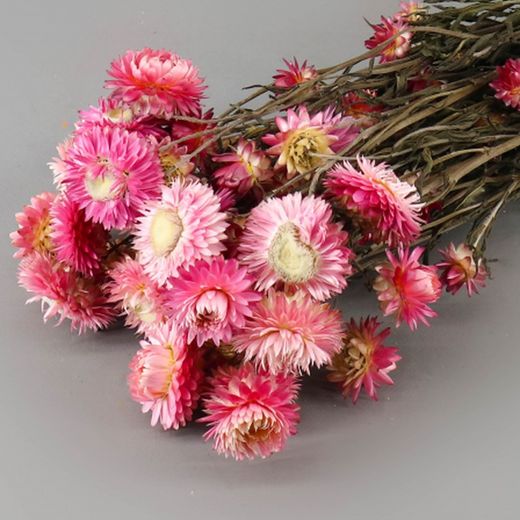 Helychrisum Flors Seques Caps