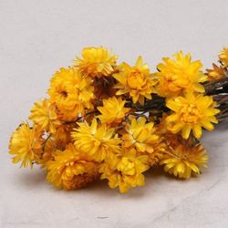 Helychrisum Flors Seques Caps