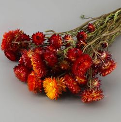 Helychrisum Flors Seques Caps