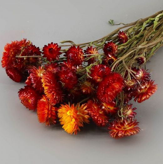 Helychrisum Flors Seques Caps