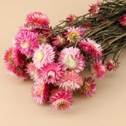 Helychrisum flores secas cabezas