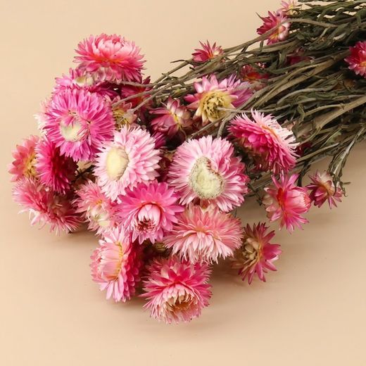 Helychrisum flores secas cabezas