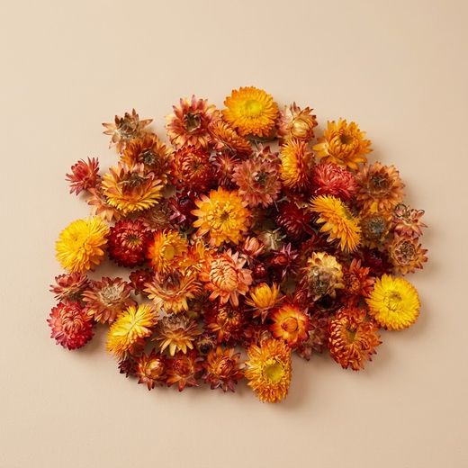 Capitules de fleurs séchées d'Helychrisum