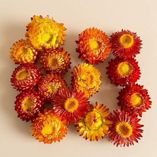 Helychrisum flores secas cabezas