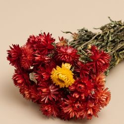 Helychrisum flores secas cabezas