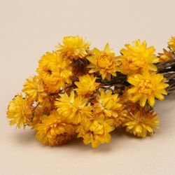 Helychrisum flores secas cabezas
