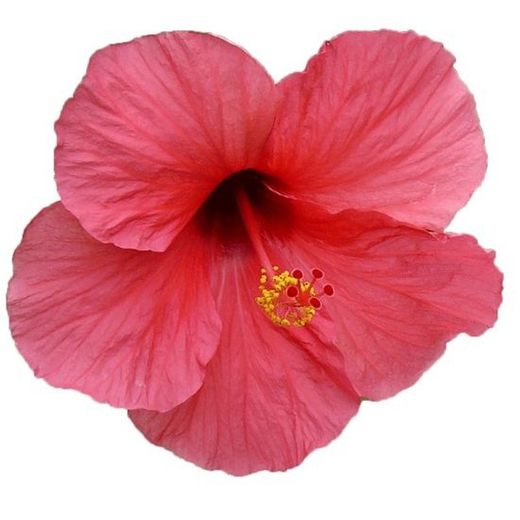 Hibiscus Deco