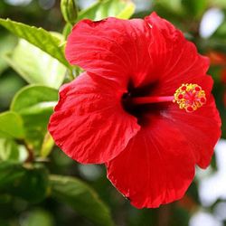 Hibiscus Deco