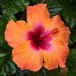 Hibiscus Deco