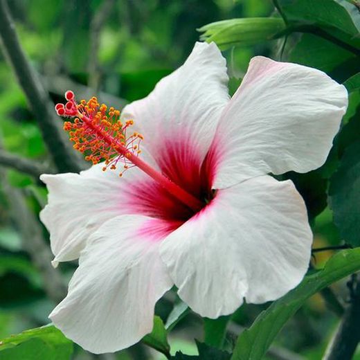 Hibiscus Deco