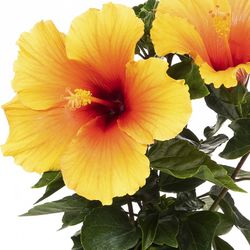 Hibiscus Deco