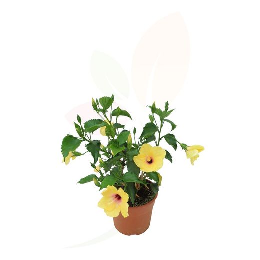 Hibiscus Rosa Sinensis Amarillo