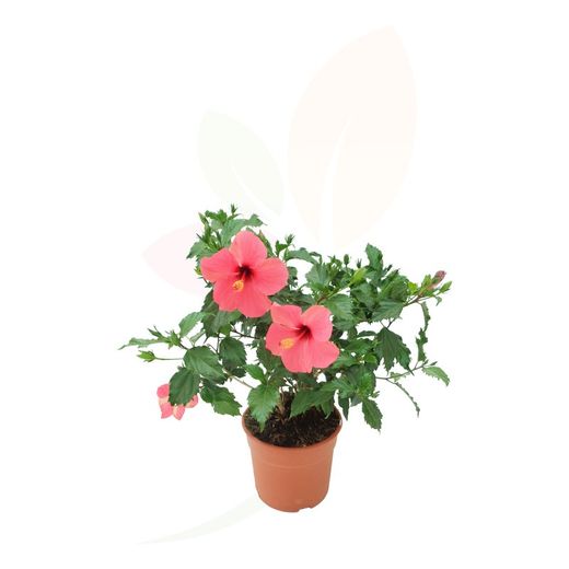 Hibiscus Rosa Sinensis Rojo 31701M2Z Floresfrescas ARBUSTIVAS ...