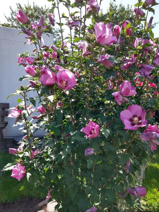 Hibiscus Syriacus Althea
