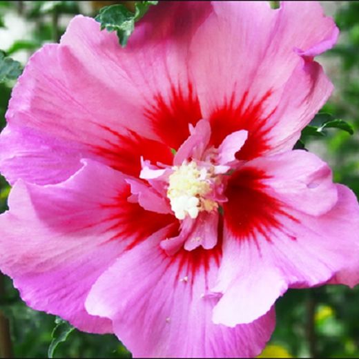 Hibiscus Syriacus Althea