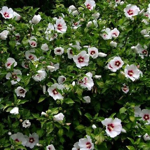 Hibiscus Syriacus Althea