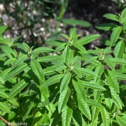 Hierba Luisa Bio