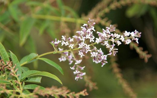 Hierba Luisa Bio