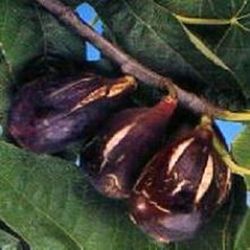 Higueras Napolitanas