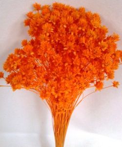Hill Flower Seco