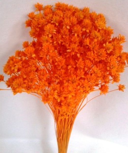 Hill Flower Seco
