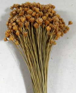 Hill Flower Seco