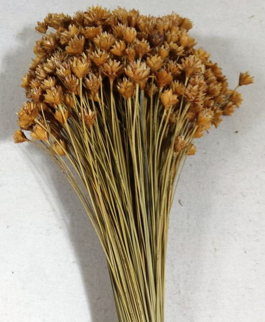 Hill Flower Seco