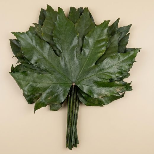 Fulles Aralia Preservada