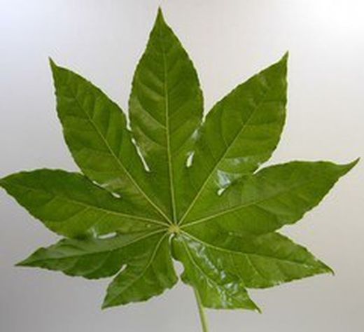 Feuilles d'Aralia (5 unités)