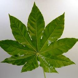 Feuilles d'Aralia (5 unités)