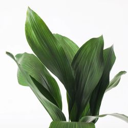 Folhas de Aspidistra (5unidades)