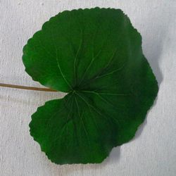 Hojas de Caladium y Galax Artificial Caja 8 uds