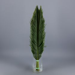 Hojas de Cyca (4 unidades)